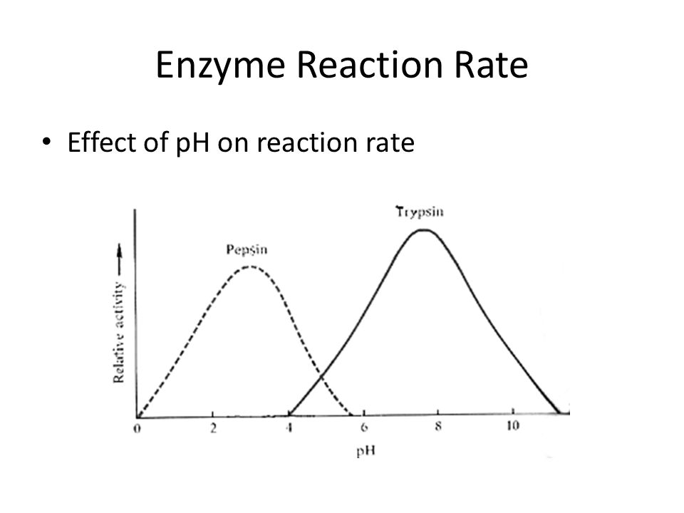 The rate of enzyme reactions essay